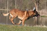 MALINOIS 1048